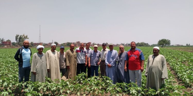 قطن جيزة 94 .. المعاملات الزراعية ومزايا زراعته في ندوة إرشادية بالشرقية 1 قطن جيزة 94