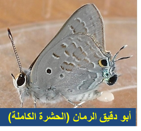 أبو دق الرمان