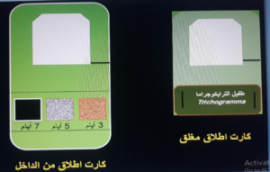 طفيل الترايكوجراما ..مميزات استخدامه في مكافحة الآفات في عدد من المحاصيل 13 طفيل الترايكوجراما