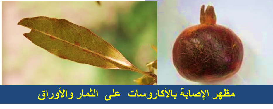 ضص