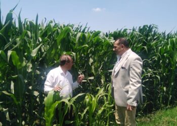 الزراعات الصيفية