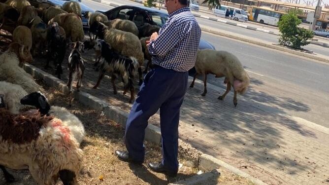 رئيس قطاع تنمية الثروه الحيوانية يطمئن علي جودة اللحوم وسلامة الأضاحي 1 الأضاحي