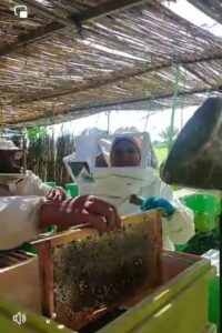 صناعة النحل .. زراعة الفيوم تطلق مبادرة لتطويرها بالمحافظة 12 صناعة النحل