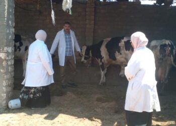 الحمى القلاعية