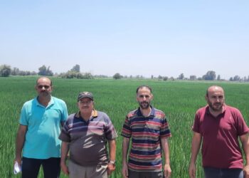 7 توصيات فنية من زراعة الشرقية لمزراعي الأرز