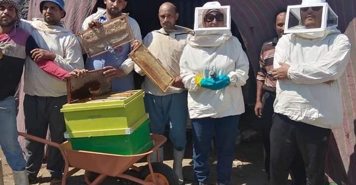 صناعة النحل .. زراعة الفيوم تطلق مبادرة لتطويرها بالمحافظة 1 صناعة النحل .. زراعة الفيوم تطلق مبادرة لتطويرها بالمحافظة