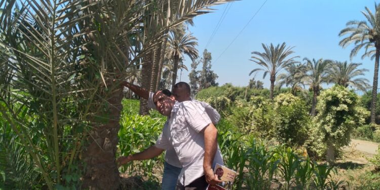 زراعة النخيل المستدامة.. أستاذ وقاية النباتات يرصد "التحديات والحلول" 1 النخيل