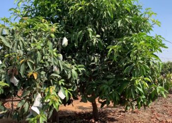 أشجار المانجو