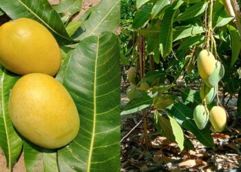 أشجار المانجو المنزلية