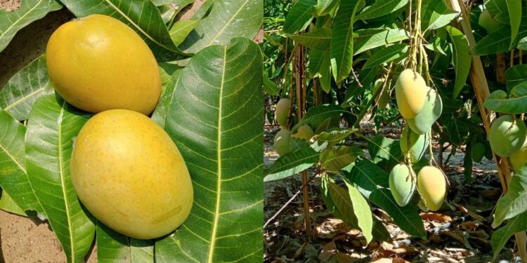 أشجار المانجو المنزلية.. معايير الري المثلى ونتائج "الغدق المائي" 1 أشجار المانجو المنزلية