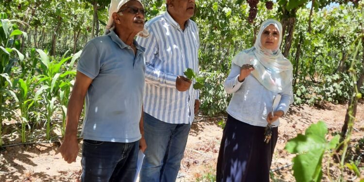 الزراعة: نشاط معهد بحوث أمراض النباتات عن شهر يونيو2022 1 أمراض النباتات