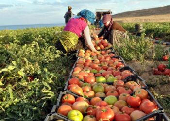 إنتاج عالي الجودة