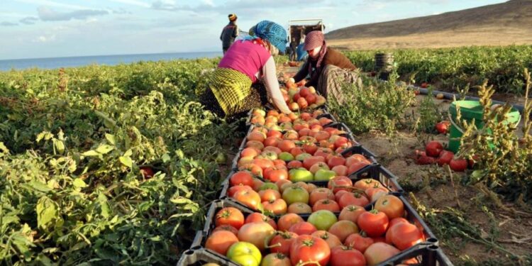 نصائح هامة للمزارعين للحصول على إنتاج عالي الجودة كما وكيفيا 1 إنتاج عالي الجودة