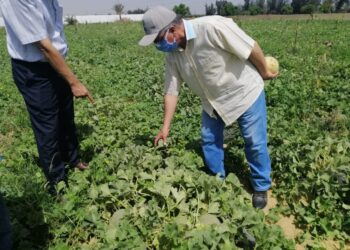 الهجن الجديدة