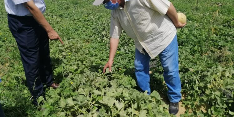 الهجن الجديدة.. مراحل الإنتاج من "الزراعة" إلى "التسجيل والاعتماد" خطوة بخطوة 1 الهجن الجديدة