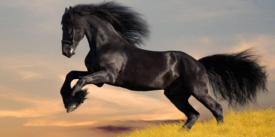 التغذية في الخيول