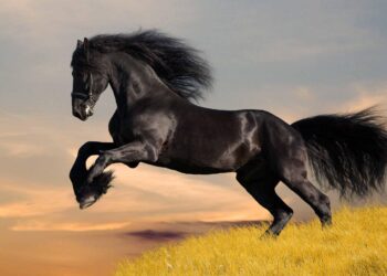 التغذية في الخيول