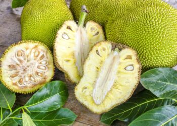 فاكهة الجاك فروت