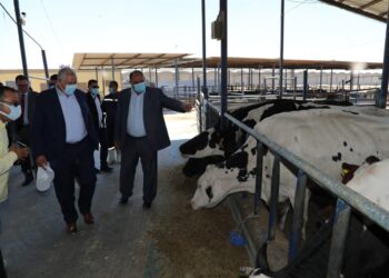 مزرعة الإنتاج الحيواني