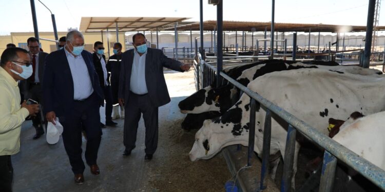 وزير الزراعة يتفقد مزرعة الإنتاج الحيواني وتصنيع الألبان بالنوبارية 1 مزرعة الإنتاج الحيواني