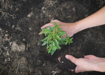 اعتلال التربة