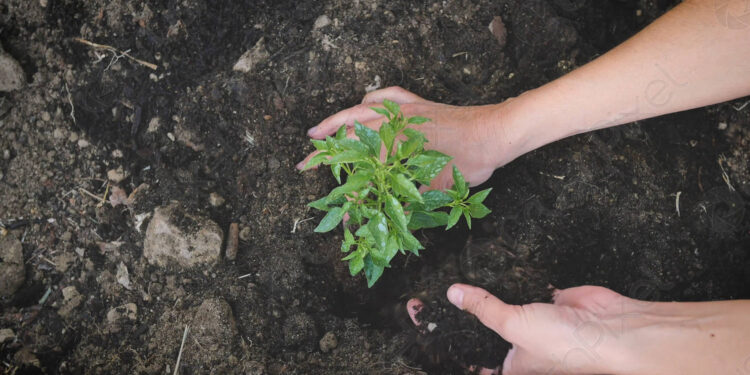 اعتلال التربة.. سوء التهوية وتأثيره على نجاح عملية امتصاص الغازات 1 اعتلال التربة