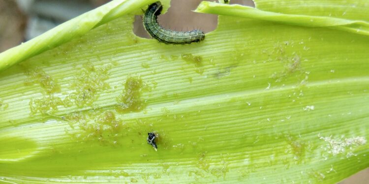 الآفات الغازية