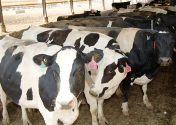 التأمين على الماشية