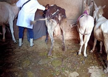 الحمى القلاعية