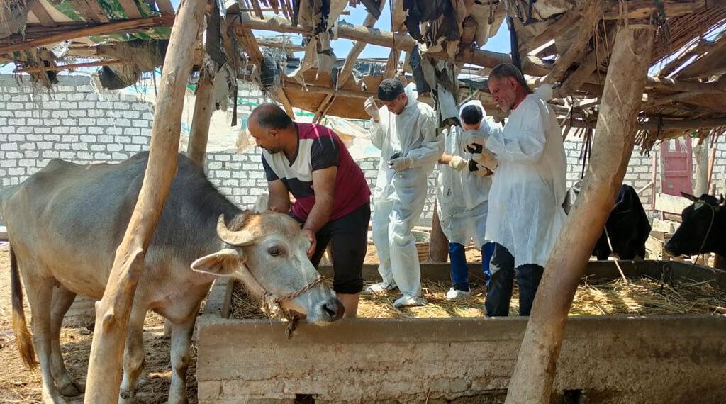 الحمى القلاعية