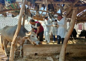 الحمى القلاعية