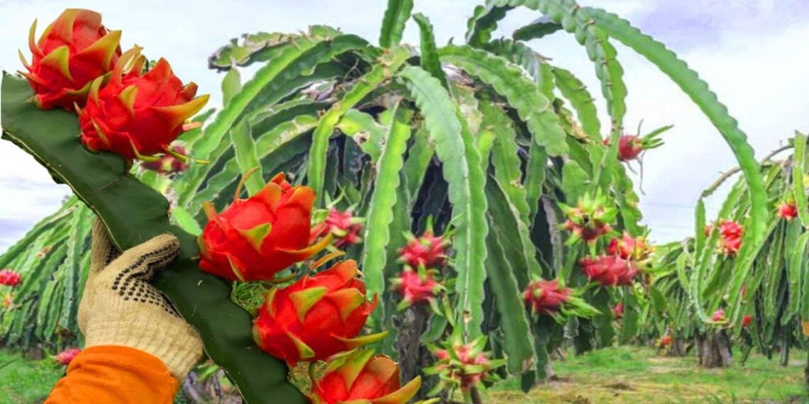 الدراجون فروت.. شروط الزراعة بالأراضي الرملية وأبرز مساوىء التربة الطينية 1 الدراجون فروت