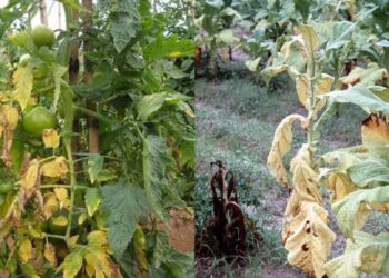 الذبول المؤقت