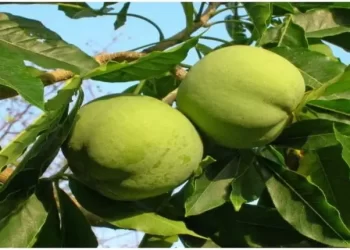فاكهة السابوتا وأهميتها الاقتصادية والغذائية.. تعرف عليها