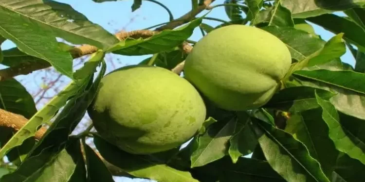 فاكهة السابوتا وأهميتها الاقتصادية والغذائية.. تعرف عليها