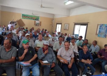 محصول المانجو