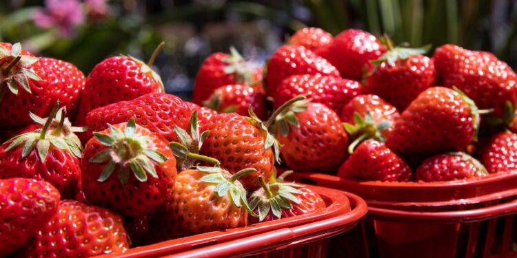 الفراولة.. أفضل 7 أصناف تجارية وأبرز مشاكل التصدير 1 الفراولة