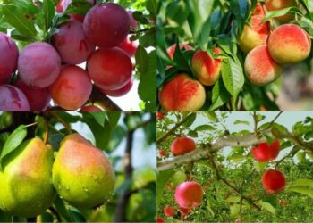 الفواكه المتساقطة