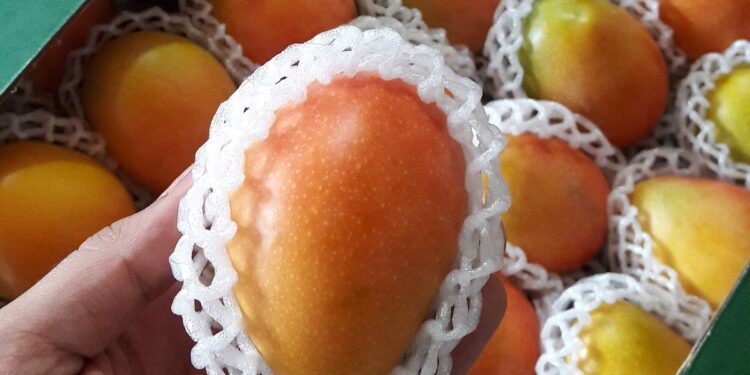 تطعيم المانجو السكري