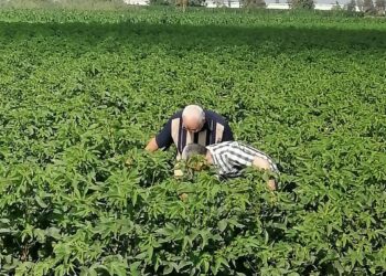 المحاصيل الصيفية