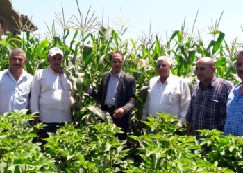 وكيل زراعة الشرقية