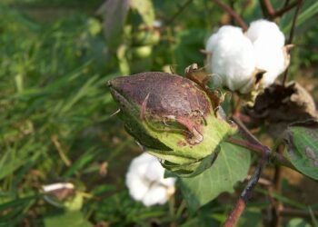 الهياج الخضري