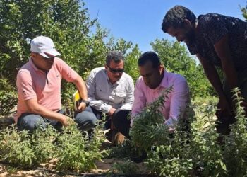 بحوث الصحراء