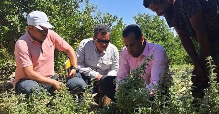 بحوث الصحراء يواصل دمج أبناء شمال سيناء في التنمية الزراعية المستدامة 1 بحوث الصحراء