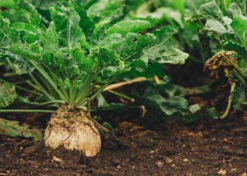 سوسة البنجر