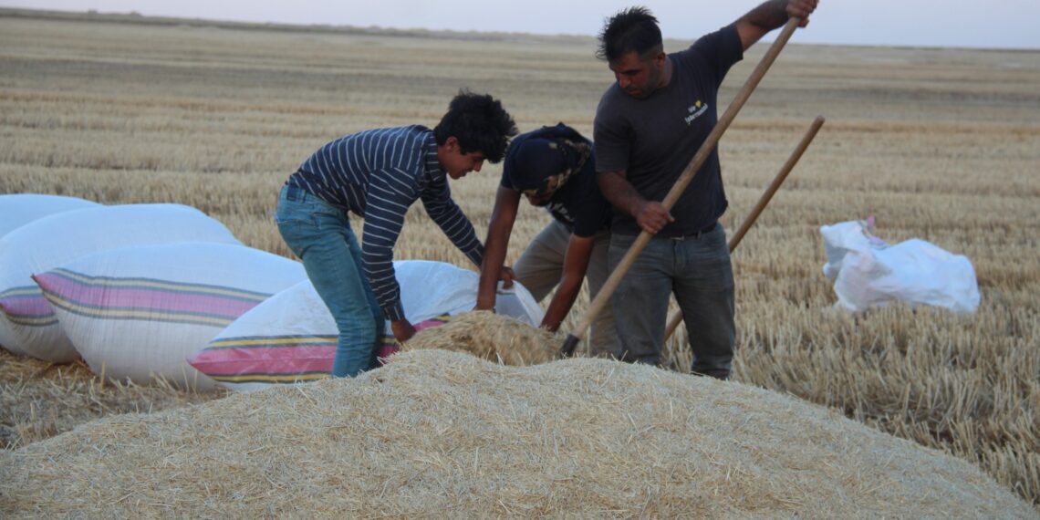 تبن القمح وقش الأرز.. أيهما أفضل لعليقة الماشية الحلابة؟ (3) نصائح هامة 1 تبن القمح