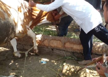 الحمى القلاعية