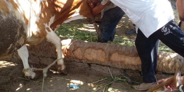 وزير الزراعة: إعطاء أكثر من 5.8 مليون جرعة ضد مرضى الحمى القلاعية وحمى الوادي المتصدع 1 الحمى القلاعية