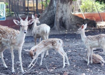 مواعيد زيارة حديقة الحيوان