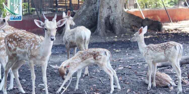 مواعيد زيارة حديقة الحيوان بالجيزة.. خلال الأعياد وإجازة الصيف والعام الدراسي 1 مواعيد زيارة حديقة الحيوان
